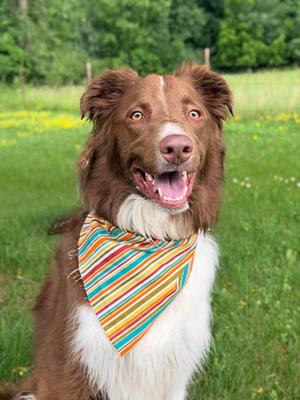 Chase, Mixed Breed, adult, available for adoption