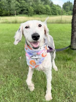Sparkler, Mixed Breed, adult, available for adoption