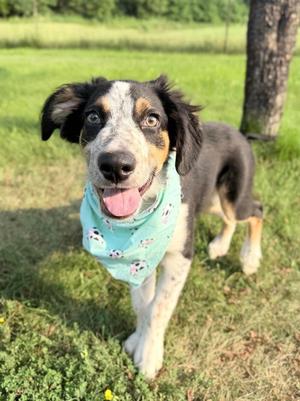 Liam, Mixed Breed, puppy, available for adoption