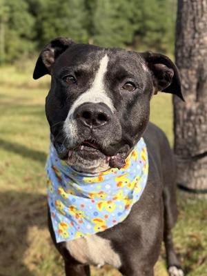 Rhoadee, Mixed Breed, adult, available for adoption