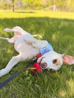 Nezuko, Mixed Breed, young, available for adoption