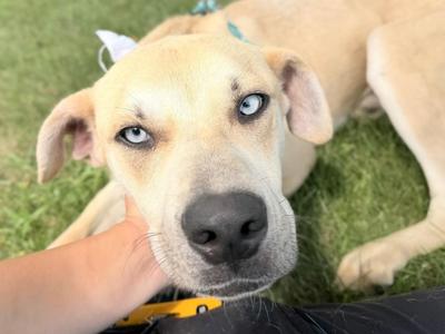 Hunter, Mixed Breed, young, available for adoption