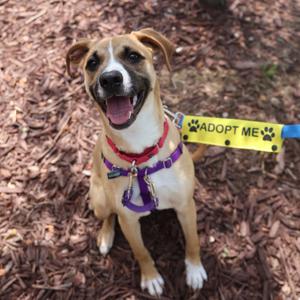 A happy dog sitting on mulch with a yellow "ADOPT ME" sign attached to its collar.