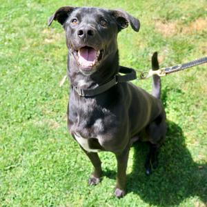 Koda**, Retriever, Labrador, adult, available for adoption