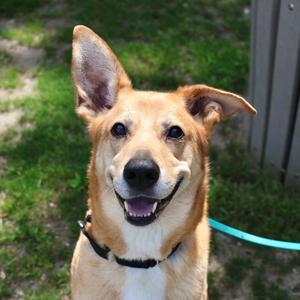 Jo Jo, Retriever, Labrador, adult, available for adoption
