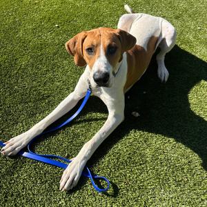 Bobby, Great Dane, young, available for adoption