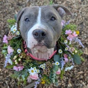A gray and white pit bull dog with a floral wreath around its neck, sitting on a bed of mulch.