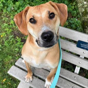 Jumba, Retriever, Labrador, adult, available for adoption