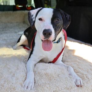 Dobson, Terrier, Pit Bull, adult, available for adoption
