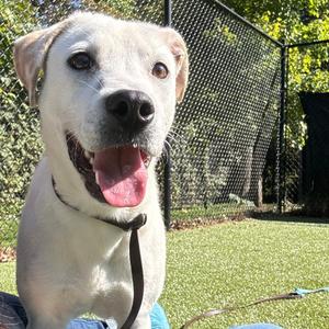 Ernie, Retriever, Labrador, young, available for adoption