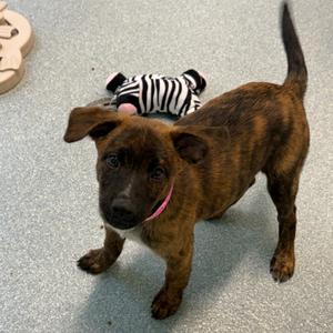 Colby - *Available in Foster*, Mixed Breed (Medium), puppy, available for adoption