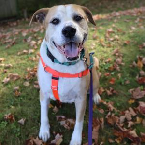 Cecil, Retriever, Labrador, adult, available for adoption
