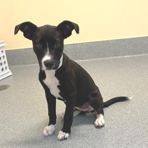 A black and white puppy sitting on a gray floor with a yellow wall in the background.