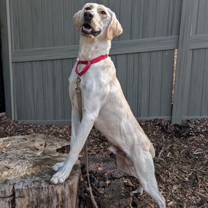 A light-colored dog standing on a tree stump, wearing a red collar, with a wooden fence in the background.