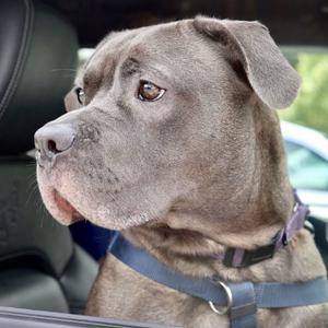 Clarence, Terrier, Pit Bull, adult, available for adoption