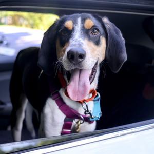 A happy dog with a black, white, and brown coat is sitting in a car, looking out the window with its tongue out. It is wearing a purple harness.