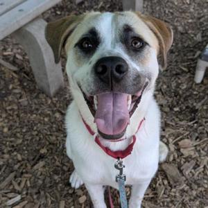 A happy dog with its tongue hanging out, wearing a red collar and leash.