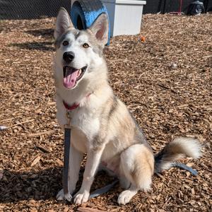 Beckham, Husky, adult, available for adoption