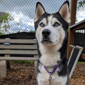 Herman, Husky, adult, available for adoption
