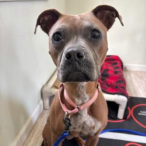 Nutella, Boxer, adult, available for adoption