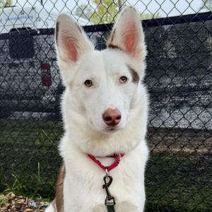 Hazel, Husky, adult, available for adoption