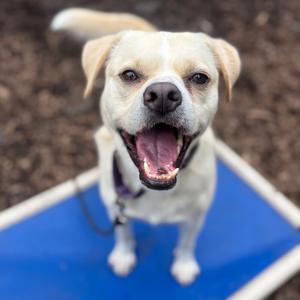 Leigh, Retriever, Labrador, adult, available for adoption