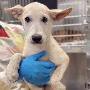 Obi, Shepherd, puppy, available for adoption