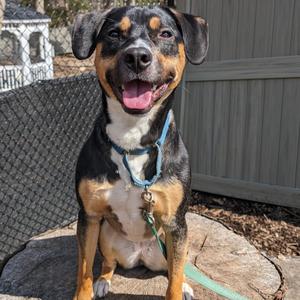 Layla**, Hound, adult, available for adoption