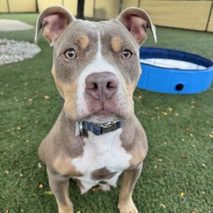 Gigit, Terrier, American Pit Bull, adult, available for adoption