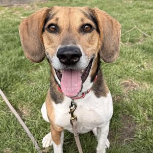A close-up, head-on shot of a tri-colored dog with floppy ears, a happy expression, and its tongue hanging out, sitting on a grassy lawn.