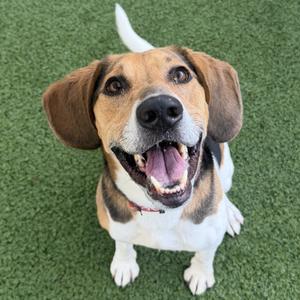 A happy beagle mix dog sits on artificial grass, looking up at the camera with its mouth open and tongue out.