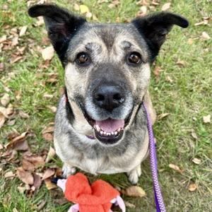 Apricot, Shepherd, senior, available for adoption