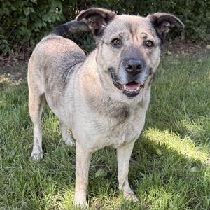Apricot, Shepherd, senior, available for adoption