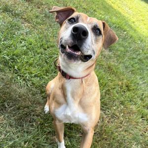 Estrella, Foxhound, English, adult, available for adoption