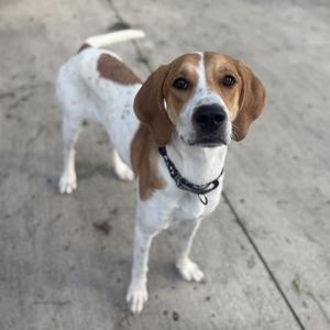 A brown and white dog looking at the camera while standing on a concrete surface.
