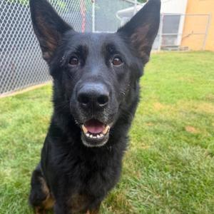 Joker, Shepherd, German, adult, available for adoption