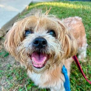 Cinderella, Shih Tzu, senior, available for adoption