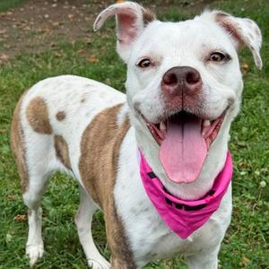 Bean, Terrier, American Pit Bull, adult, available for adoption