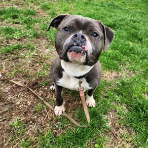 Echo, Mixed Breed (Medium), adult, available for adoption