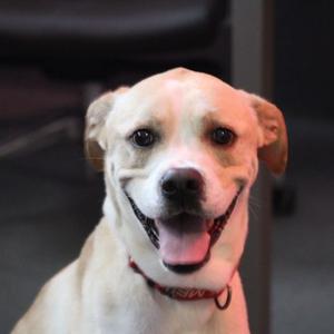 Air Bud, Boxer, adult, available for adoption