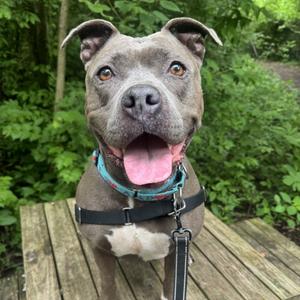 Ceniza, Terrier, Pit Bull, senior, available for adoption