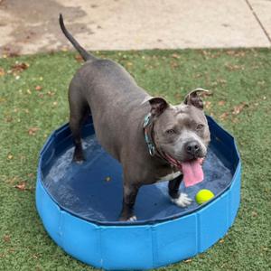 Ceniza, Terrier, Pit Bull, senior, available for adoption