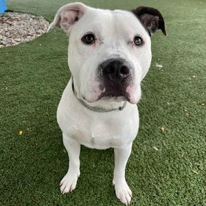 Dray, Terrier, Pit Bull, adult, available for adoption