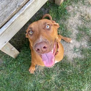Ben, Terrier, Pit Bull, young, available for adoption