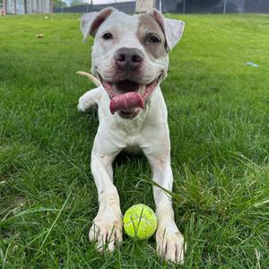 Casper, Boxer, senior, available for adoption