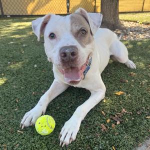 Casper, Boxer, senior, available for adoption