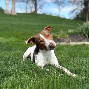 Couscous, Terrier, American Pit Bull, adult, available for adoption