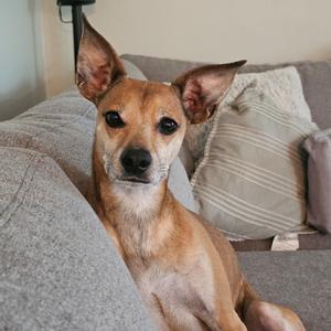A small brown dog with large ears sitting on a gray couch.