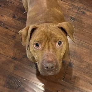 A brown dog with floppy ears looking up at the camera on a wooden floor.