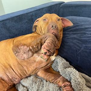 Ember, Terrier, American Pit Bull, adult, available for adoption